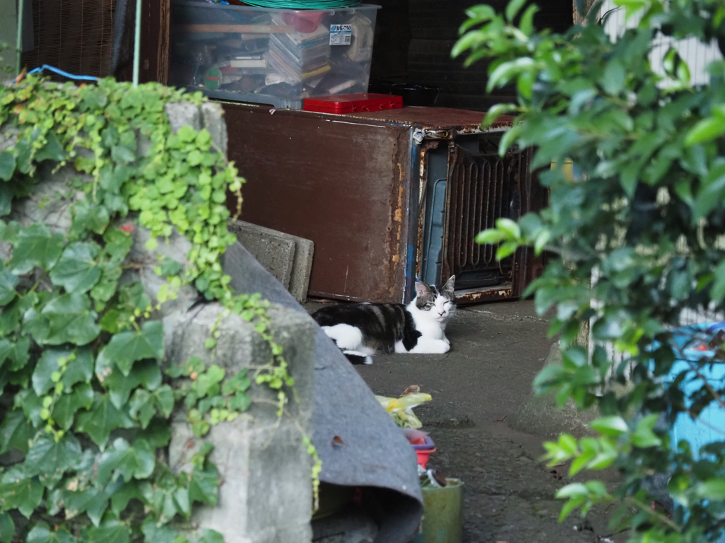 神奈川県真鶴町にいた猫
OLYMPUS M.ZUIKO DIGITAL ED 12-100mm F4.0 IS PRO + PEN E-P7 にて撮影
100mm (換算200mm) ISO6400 F4.0 1/500 秒 （ただし、リサイズ＋Web最適化済）